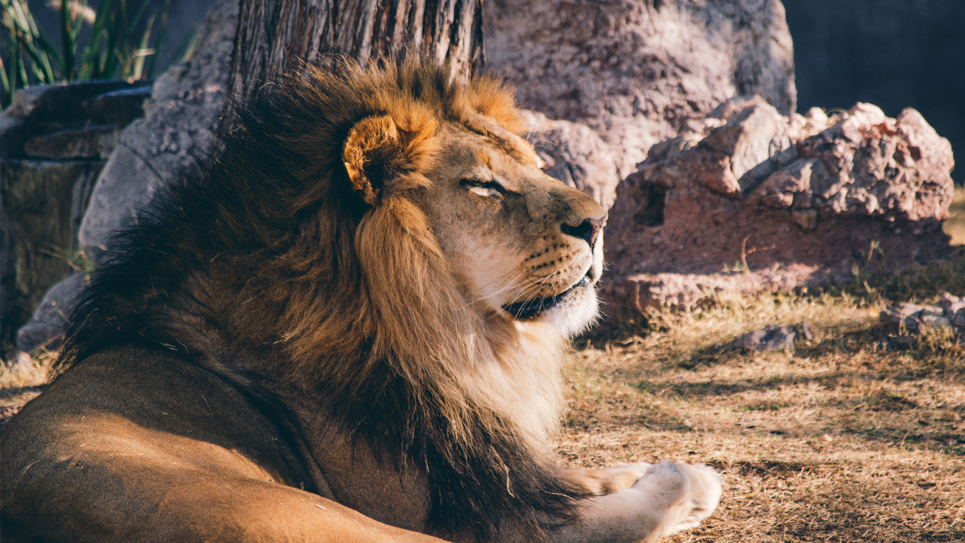 africa category image