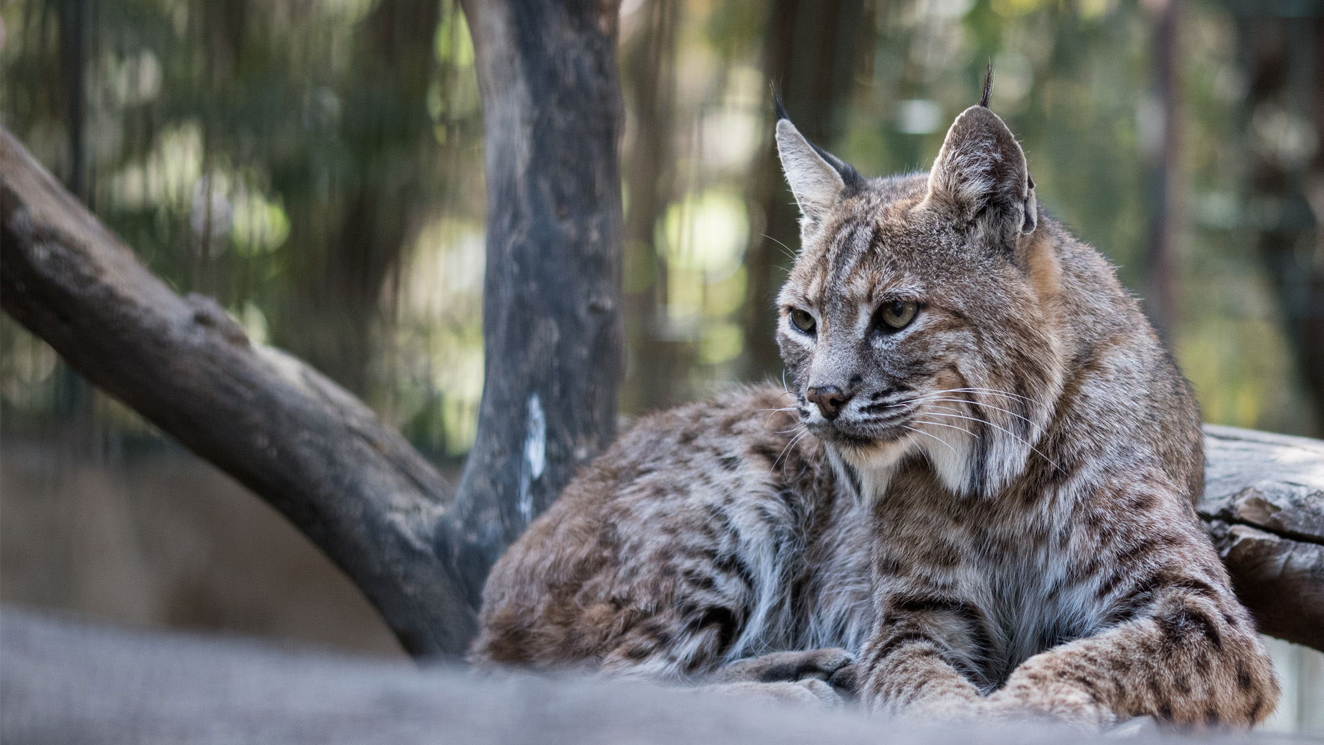 europe category image