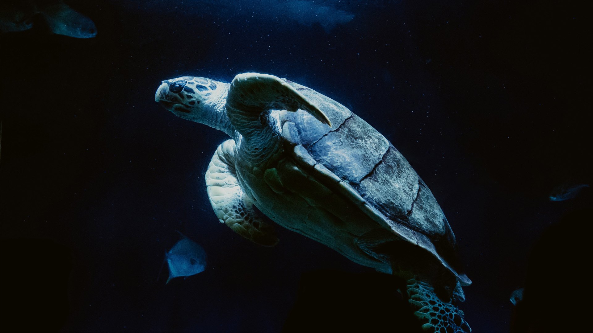 oceania category image